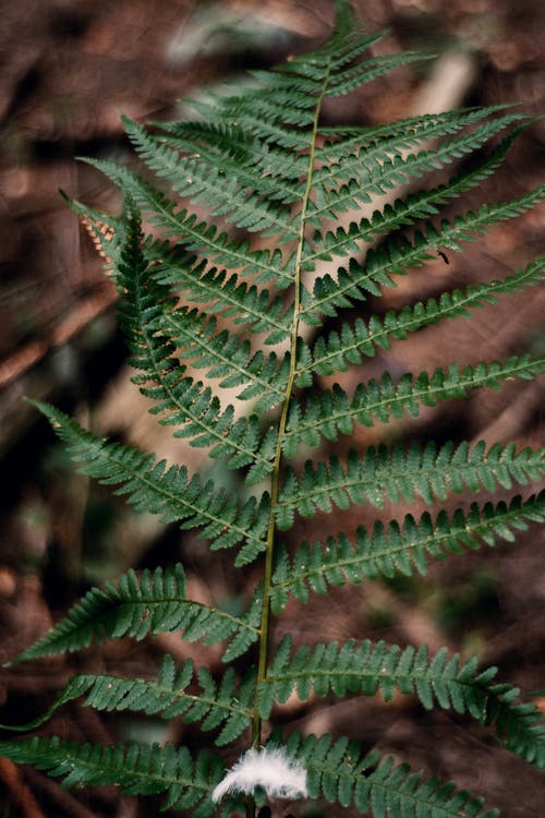 有关图案, 垂直拍摄, 天性的免费素材图片