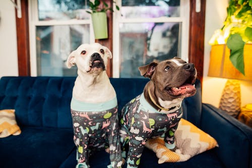 有关一起, 休息, 动物的免费素材图片