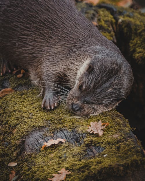 有关下落, 不均匀的, 乾的的免费素材图片