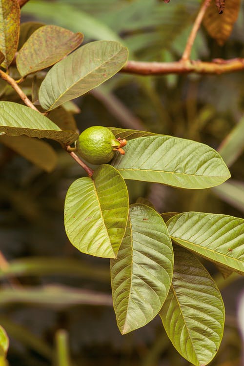 有关分公司, 增长, 树叶的免费素材图片