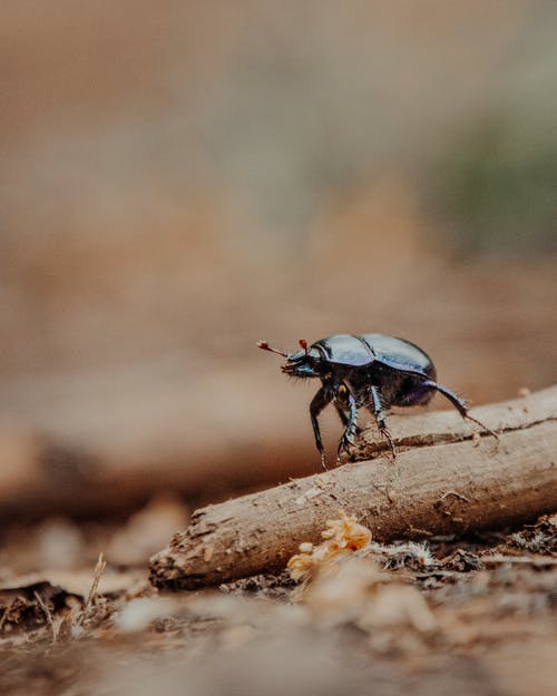 有关乾的, 光, 分公司的免费素材图片