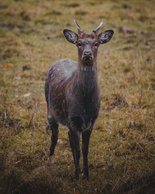 有关凝视, 动物学, 动物的免费素材图片
