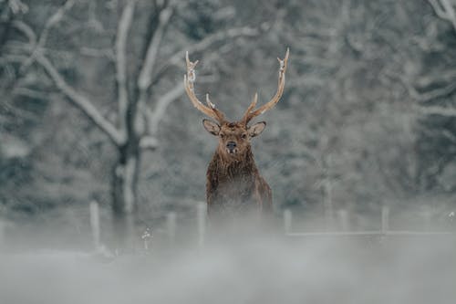 有关冬季, 凝视, 动物学的免费素材图片