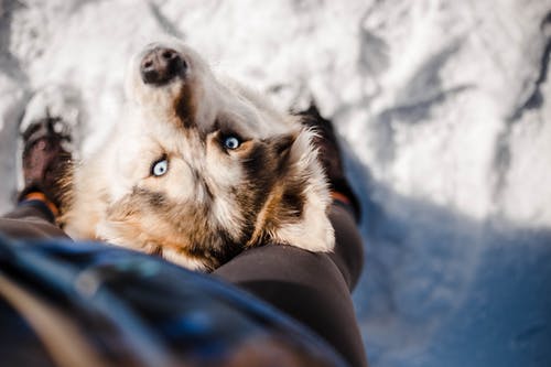 有关不露面, 伴侣, 俯视图的免费素材图片