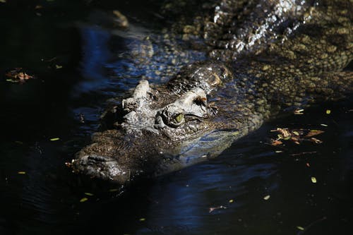 有关crocodylus porosus, α, 佛罗里达大沼泽地的免费素材图片