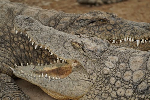 有关crocodylus porosus, 动物, 动物园的免费素材图片