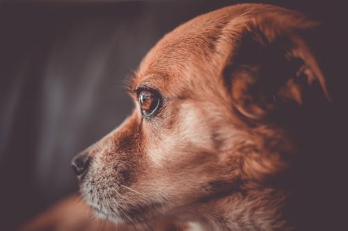 有关动物的眼睛, 动物, 动物摄影的免费素材图片