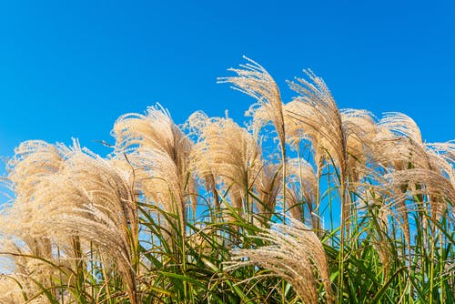 有关乾草, 增长, 夏天的免费素材图片