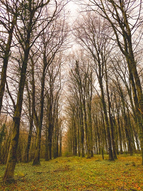 有关下落, 光秃秃的树木, 公园的免费素材图片