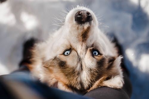 有关一起, 不露面, 伴侣的免费素材图片