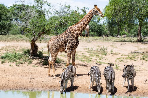 有关保护, 动物摄影, 南非的免费素材图片