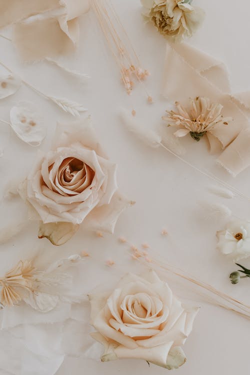 白色纺织品上的白玫瑰花瓣 · 免费素材图片