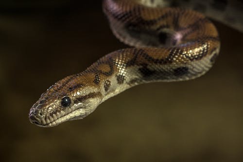 有关python, 侧面图, 动物的免费素材图片
