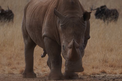 有关动物, 动物园, 动物摄影的免费素材图片