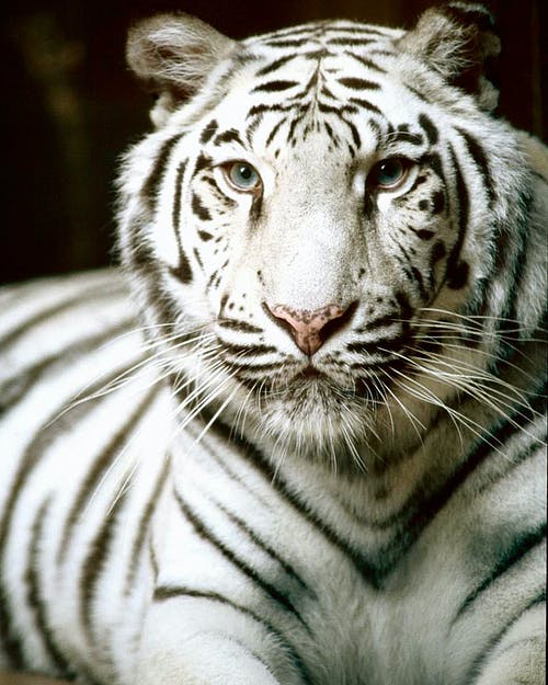 有关动物摄影, 混合动力, 白老虎的免费素材图片