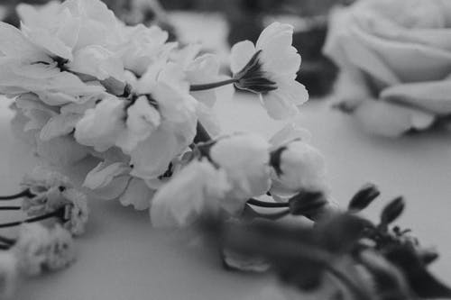 白花的灰度照片 · 免费素材图片