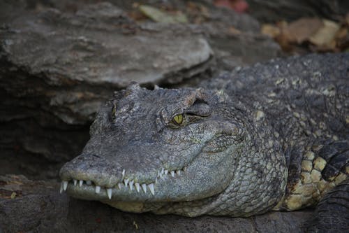有关crocodylus porosus, 动物, 动物园的免费素材图片