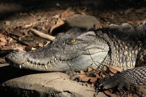 有关crocodylus porosus, 動物, 動物園的免费素材图片