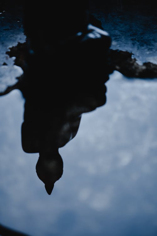 人在水上的影子 · 免费素材图片