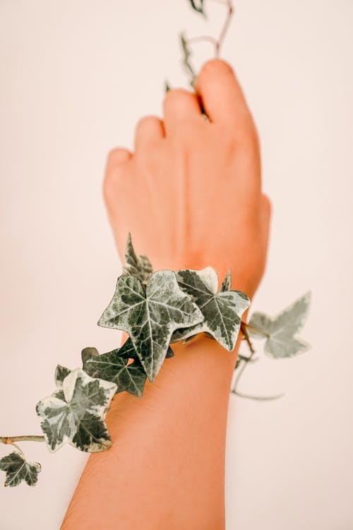 有关增长, 室内, 常春藤的免费素材图片