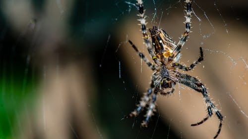 有关动物, 宏观, 恐怖症的免费素材图片