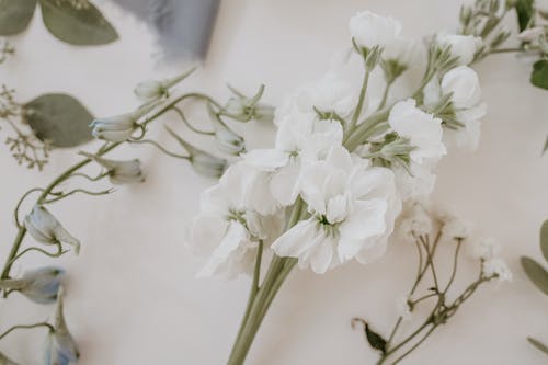 白花与绿叶 · 免费素材图片