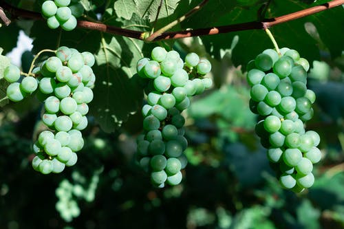 有关挂, 有机, 生的免费素材图片