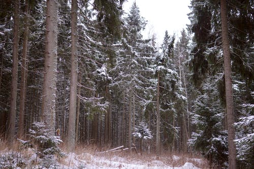 有关下雪的, 冬季, 冷的免费素材图片