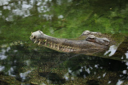 有关水, 河, 沼泽的免费素材图片