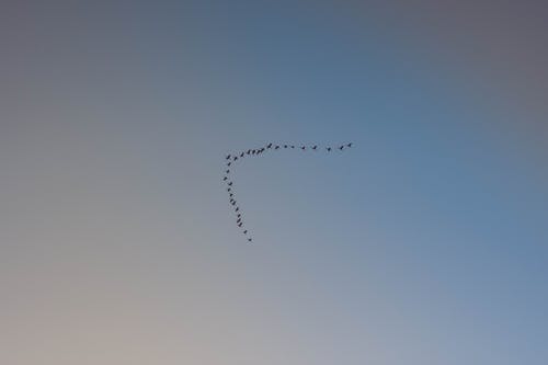 有关birds_flying, 形状, 羊群的免费素材图片