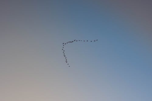 有关birds_flying, 形状, 羊群的免费素材图片