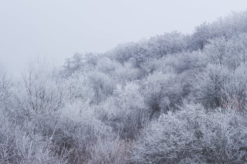 有关冬季, 冷, 冷冻的免费素材图片