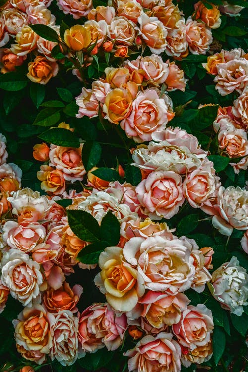 有关增长, 爱, 户外的免费素材图片