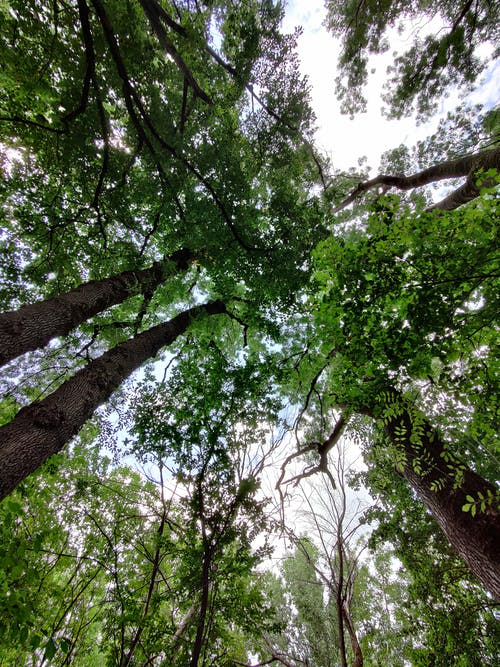 有关低角度, 分支机构, 增长的免费素材图片