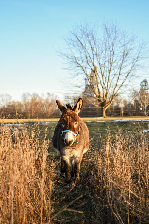 有关动物摄影, 哺乳动物, 垂直拍摄的免费素材图片