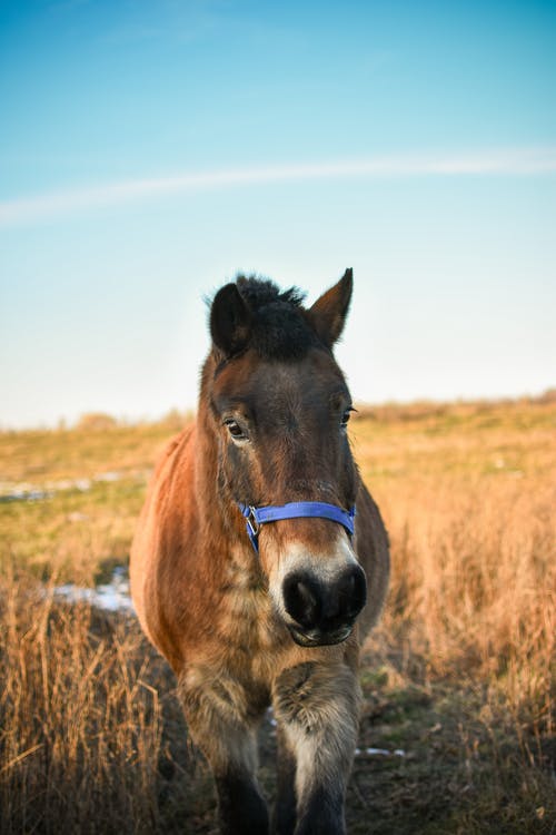 有关动物摄影, 哺乳动物, 棕色的马的免费素材图片