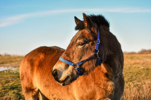 有关动物, 动物摄影, 哺乳动物的免费素材图片