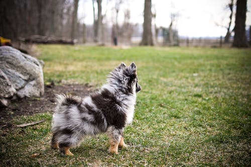 有关动物, 哺乳动物, 宠物的免费素材图片