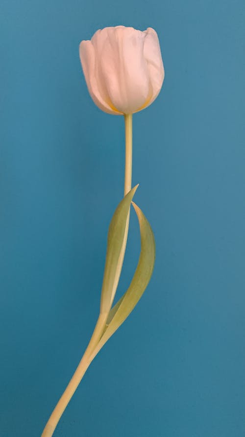 有关垂直拍摄, 植物群, 特写的免费素材图片