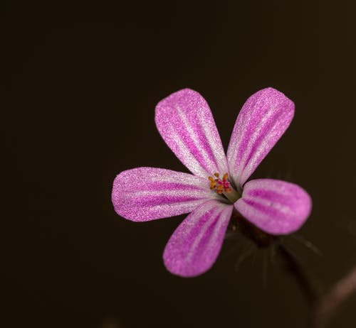 有关圖案, 增長, 天竺葵的免费素材图片