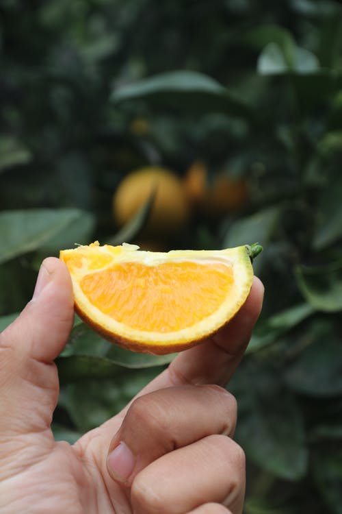 有关切片, 垂直拍摄, 手的免费素材图片