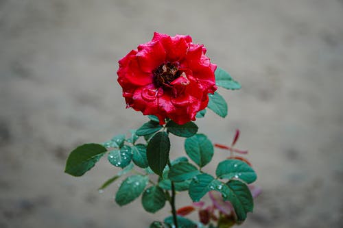 有关植物群, 特写, 红玫瑰的免费素材图片