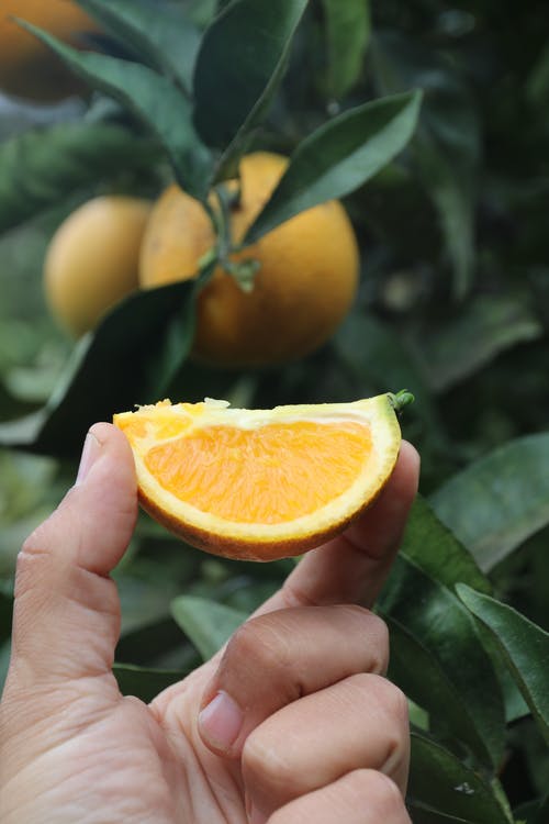 有关切片, 垂直拍摄, 手的免费素材图片