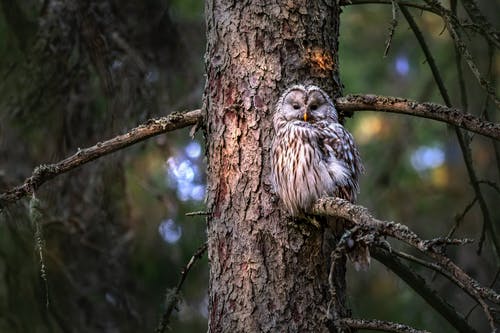 有关strix uralensis, 乌拉尔猫头鹰, 分公司的免费素材图片