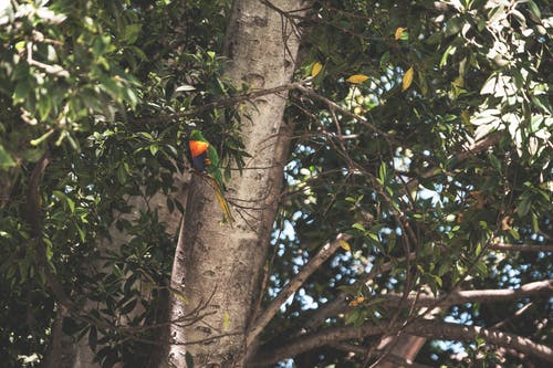 有关从下面, 低角度, 公园的免费素材图片