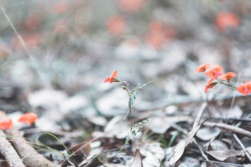 有关冷静, 味道, 和平的的免费素材图片
