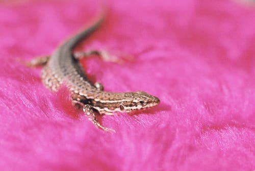 有关动物摄影, 小, 昆虫的免费素材图片