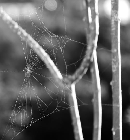 有关Web, 令人不寒而栗的, 分支机构的免费素材图片