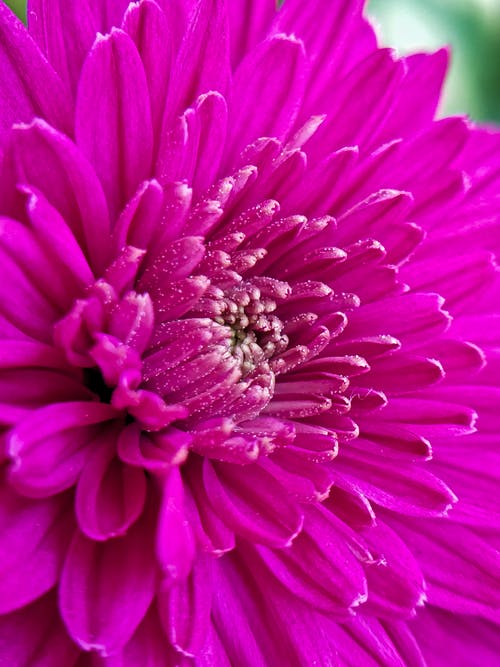 有关垂直拍摄, 增長, 天性的免费素材图片