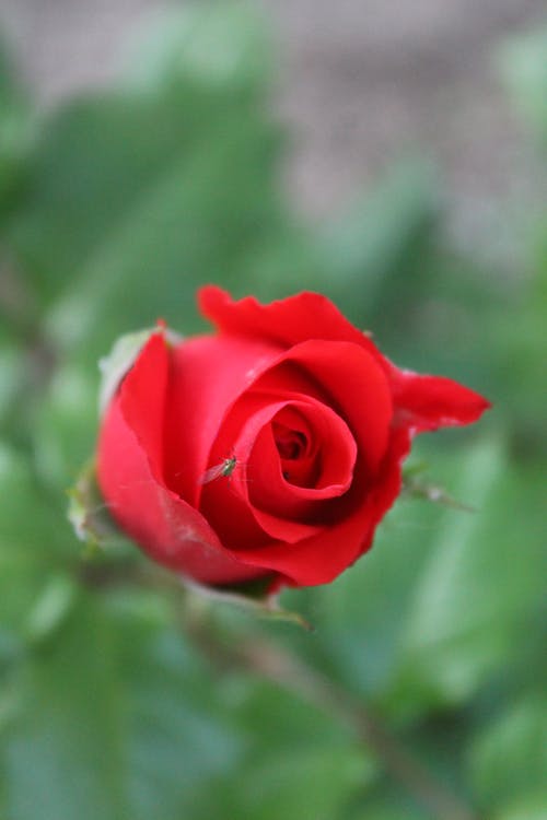 有关垂直拍摄, 模糊背景, 特写的免费素材图片